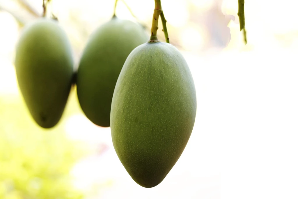Mango HD Wallpapers