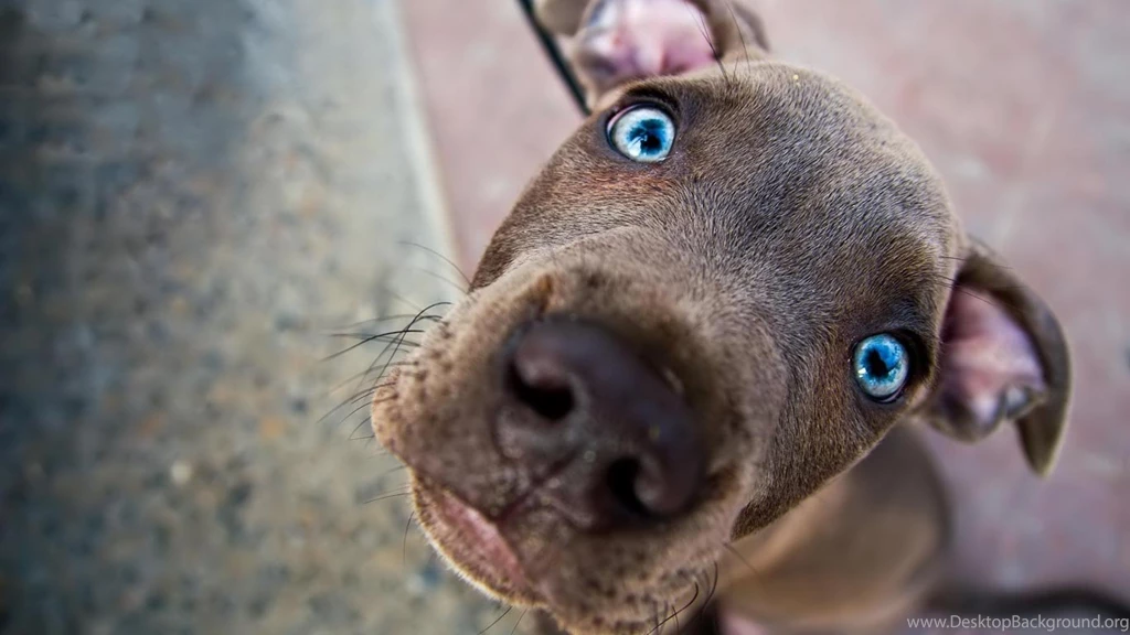 Funny Dog Wallpapers 3.jpg