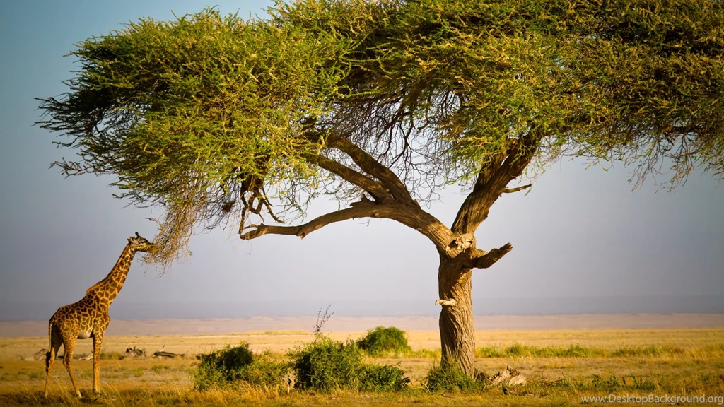 Maasai Mara Wallpapers :: HD Wallpapers
