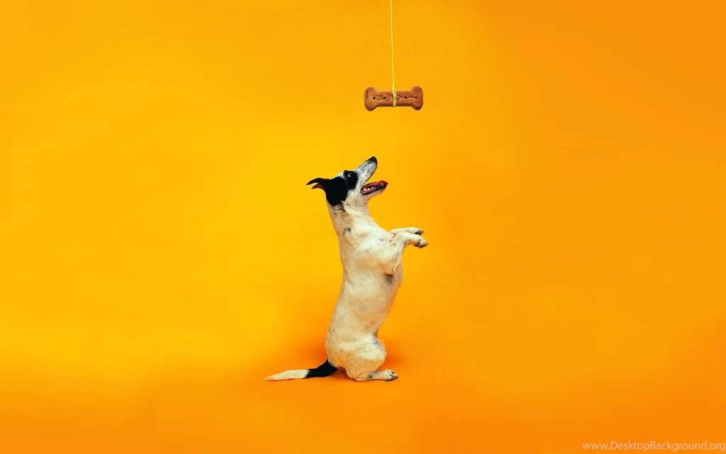 Funny dog photos 92 The Dog Wallpapers Best The Dog Wallpapers ...
