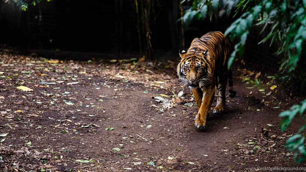 Tiger Wallpapers :: HD Wallpapers