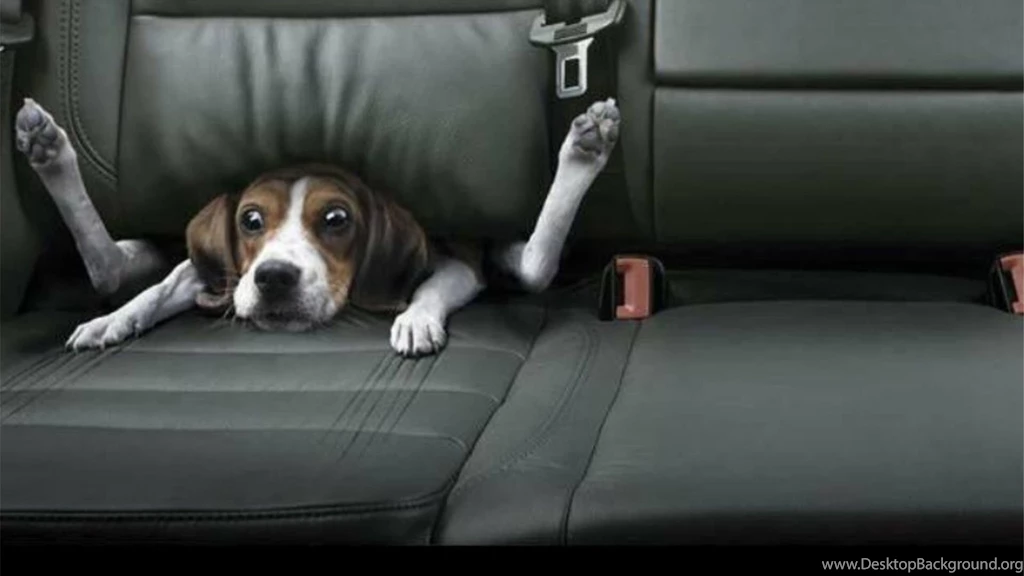 Funny Dog Backgrounds Wallpapers HD 1920x1080