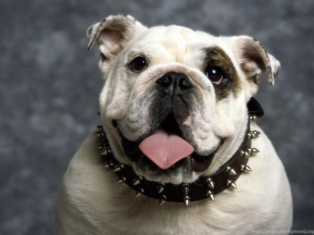 Funny Dog Backgrounds 28 Backgrounds Funnypicture.org