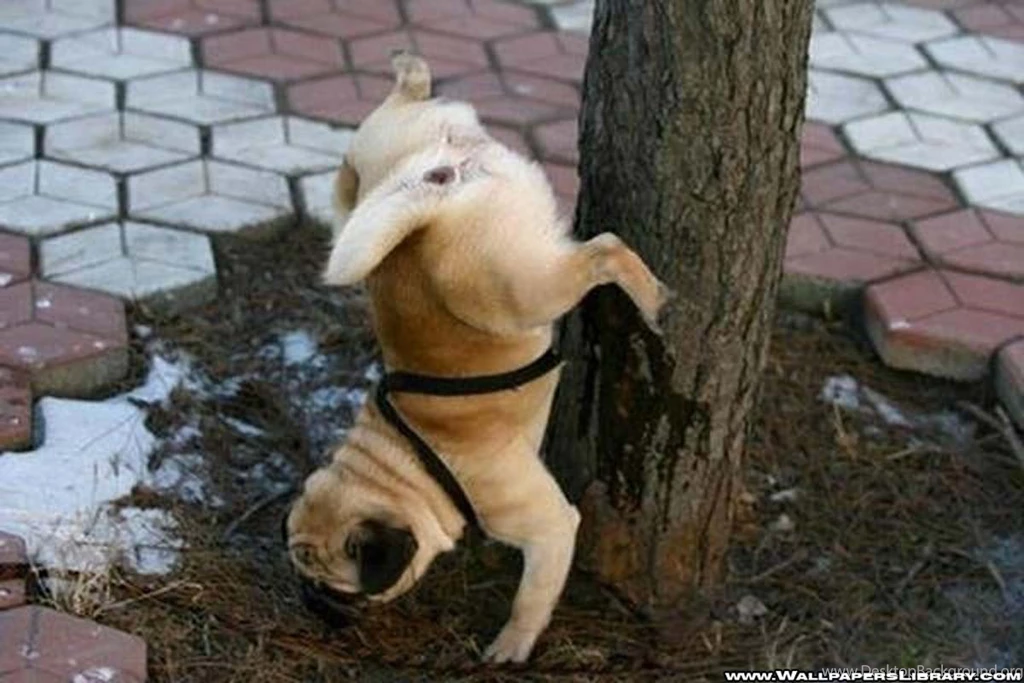 Funny Dog Backgrounds 39 Desktop Backgrounds Funnypicture.org