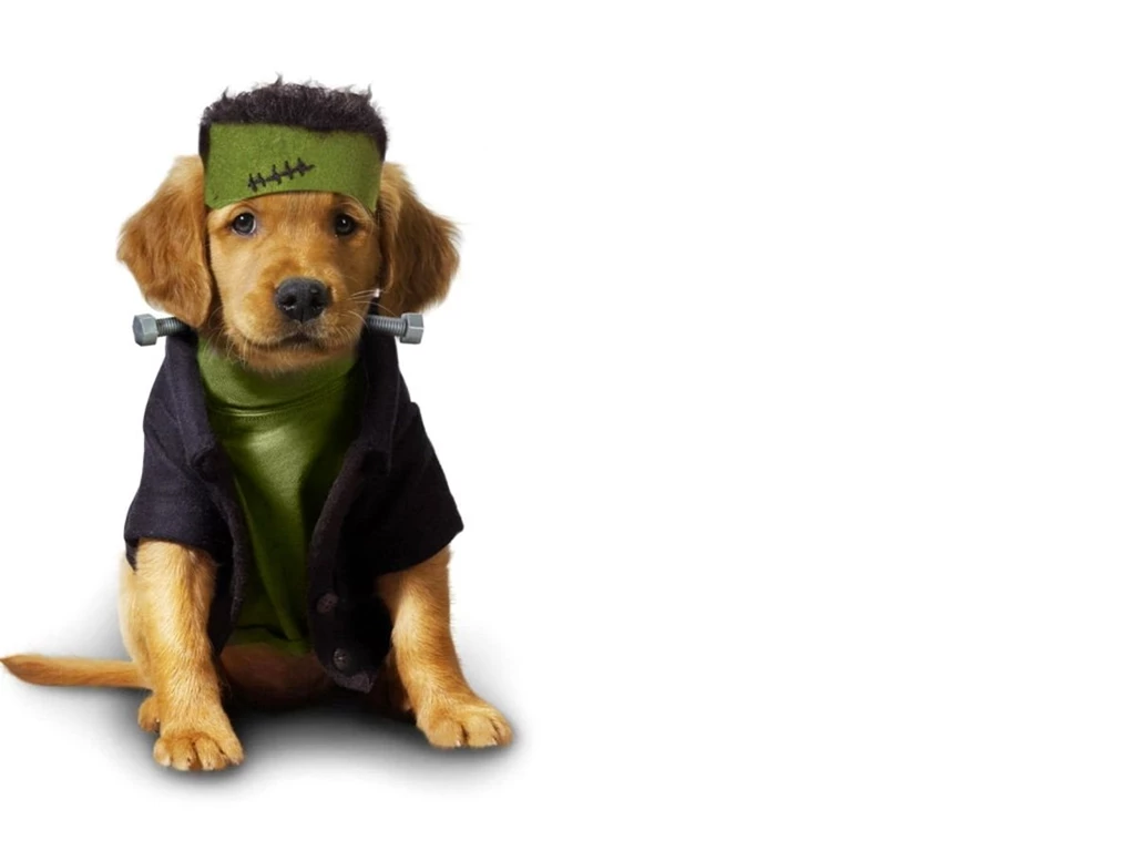 Funny Dog Funny Dog Pictures Hd – Finehdwallpaperr.com