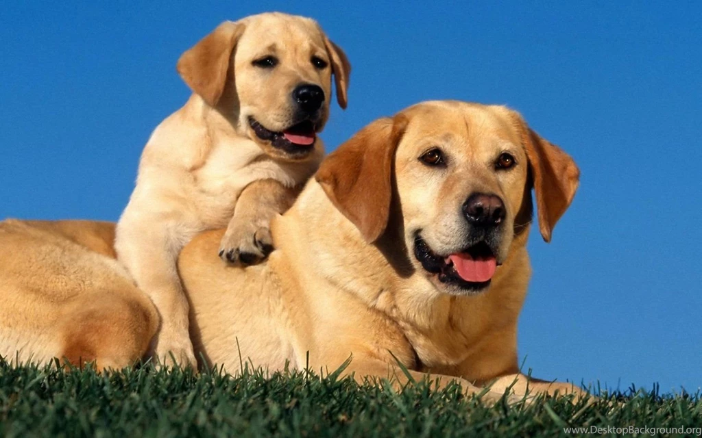 Dog Wallpapers 1440x900 Wallpapers,other 1440x900 Wallpapers ...