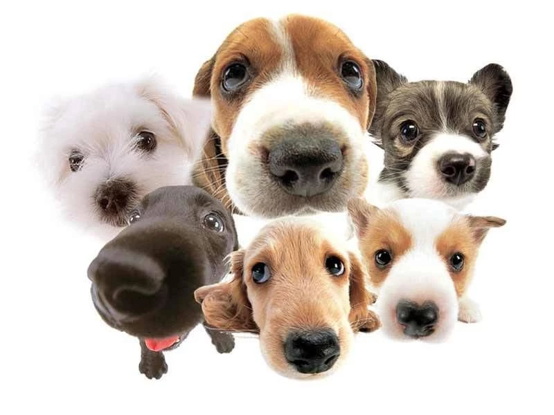 Funny Dog Wallpapers Free   Free Android Application   Createapk.com