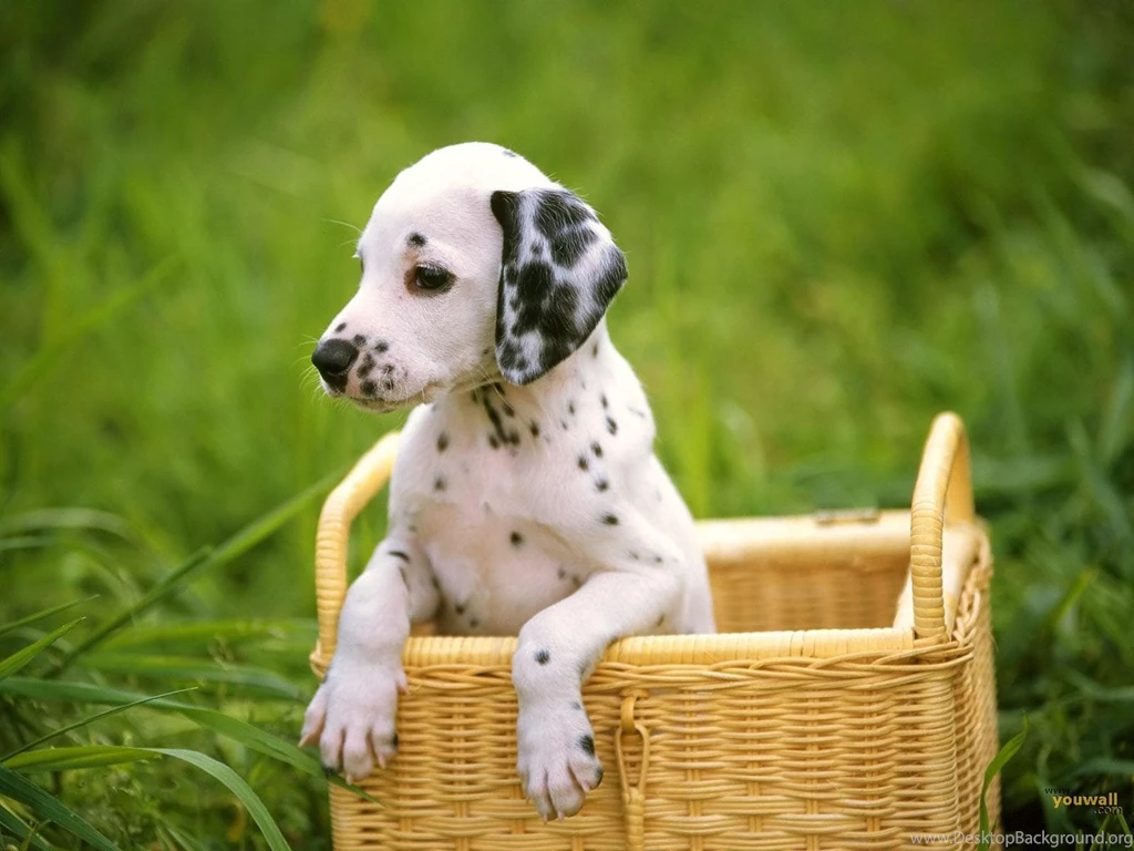 YouWall Cute White Dog Wallpapers Wallpaper,wallpapers,free ...