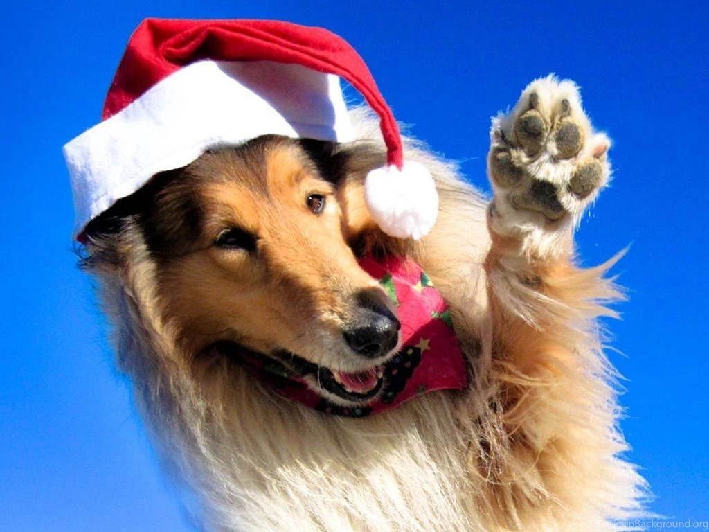 Funny Dog Backgrounds 35 Wide Wallpapers Funnypicture.org