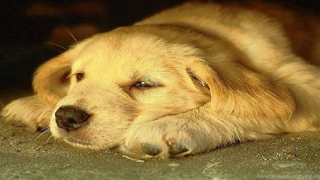 B24934d6971afe47c54c2a65a4f8f0d5 Dog Wallpapers