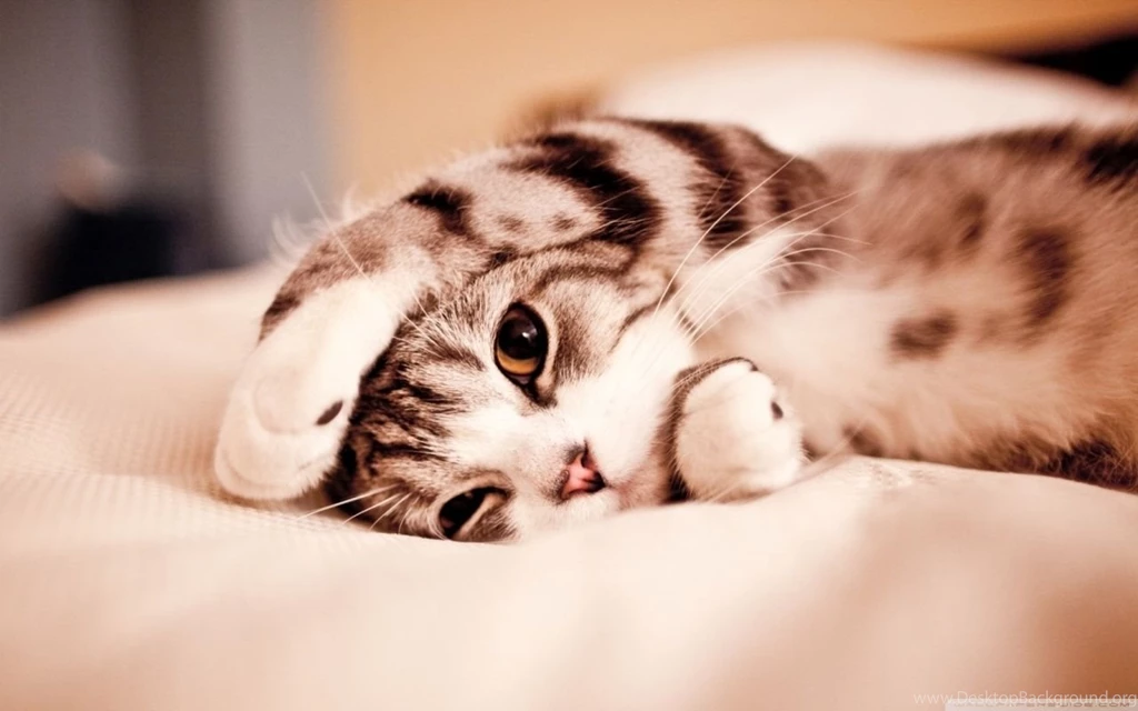 Funny Lazy Cat HD Desktop Wallpapers : Widescreen : High Definition ...