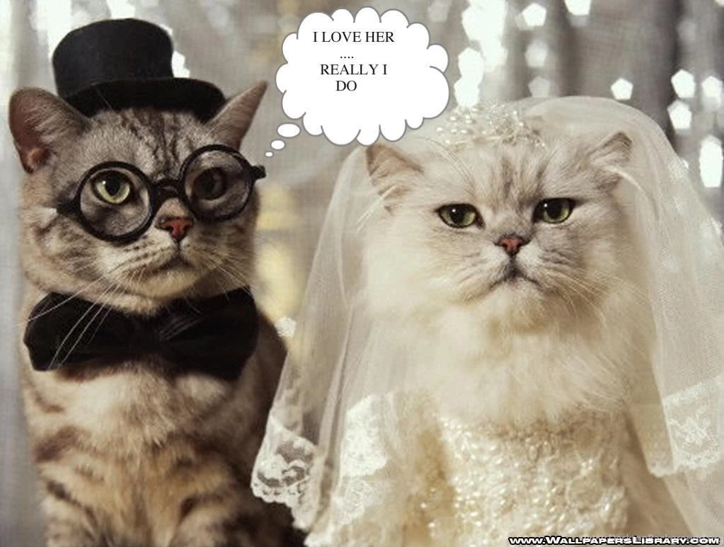 Funny Archives Freewallpapers.id