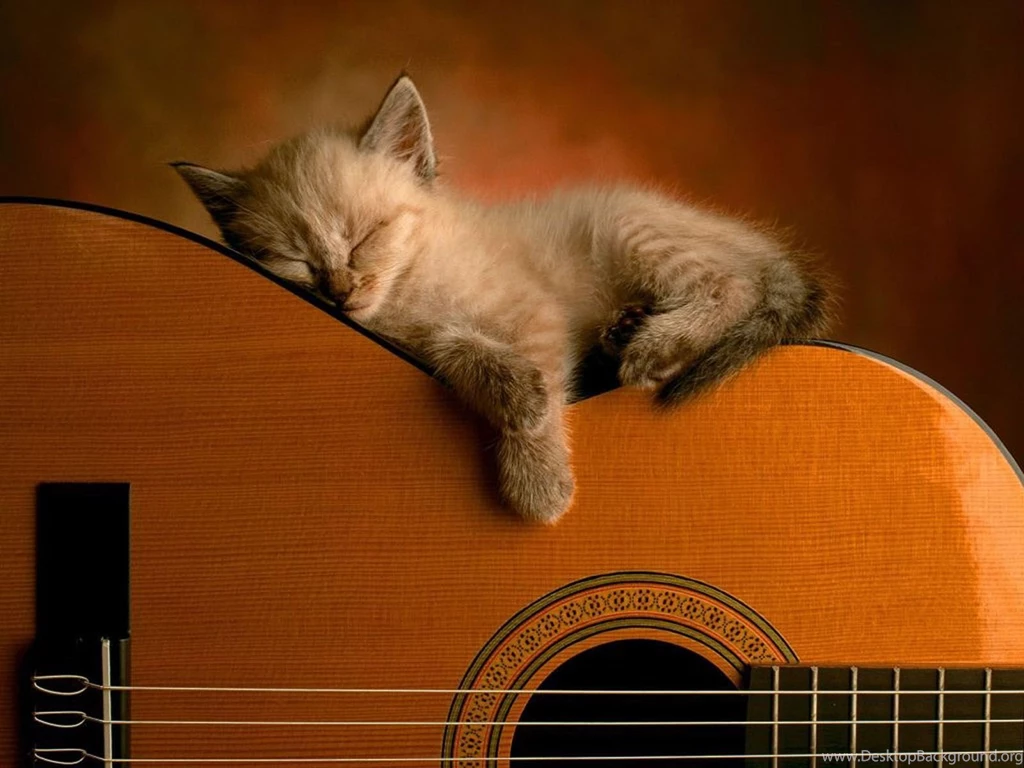 Wallpaper: Funny Cat Wallpapers
