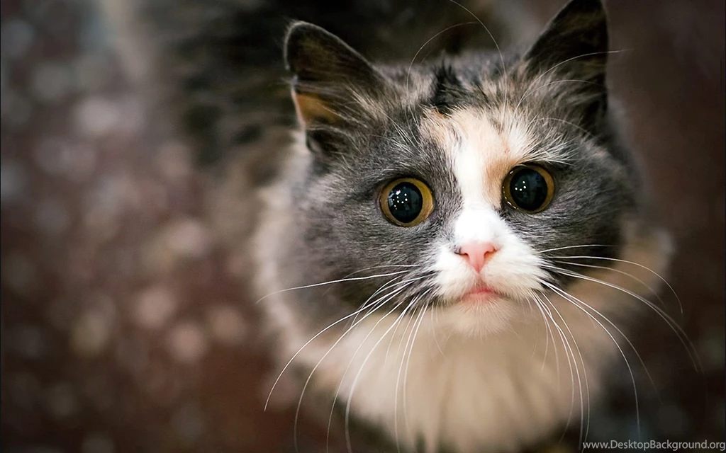 Funny Cat Wallpapers – ImageHost.ME
