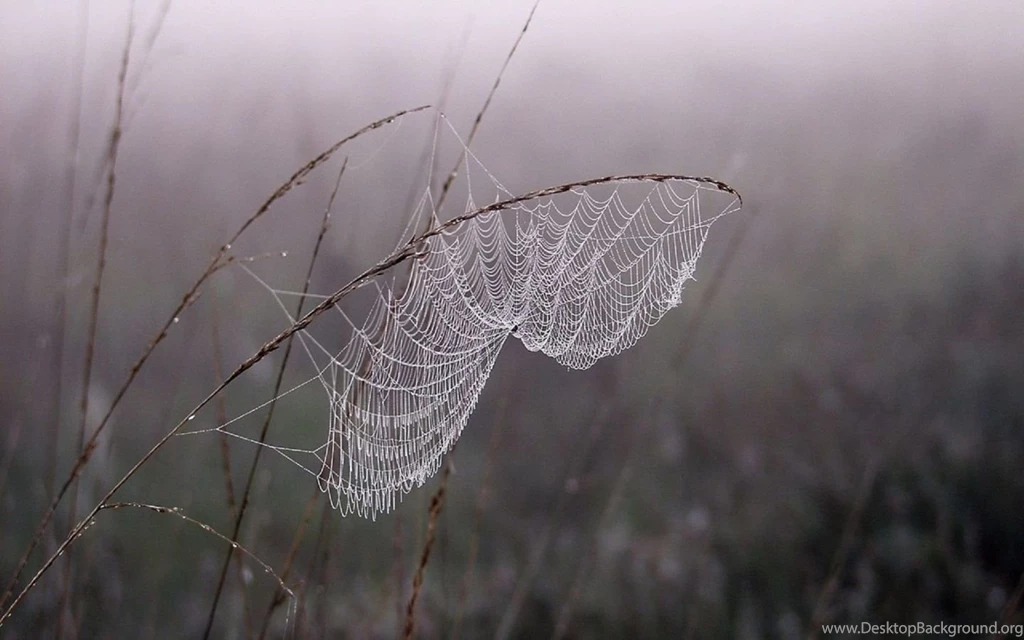 Cobweb Dew Fog MacBook Pro Wallpapers HD