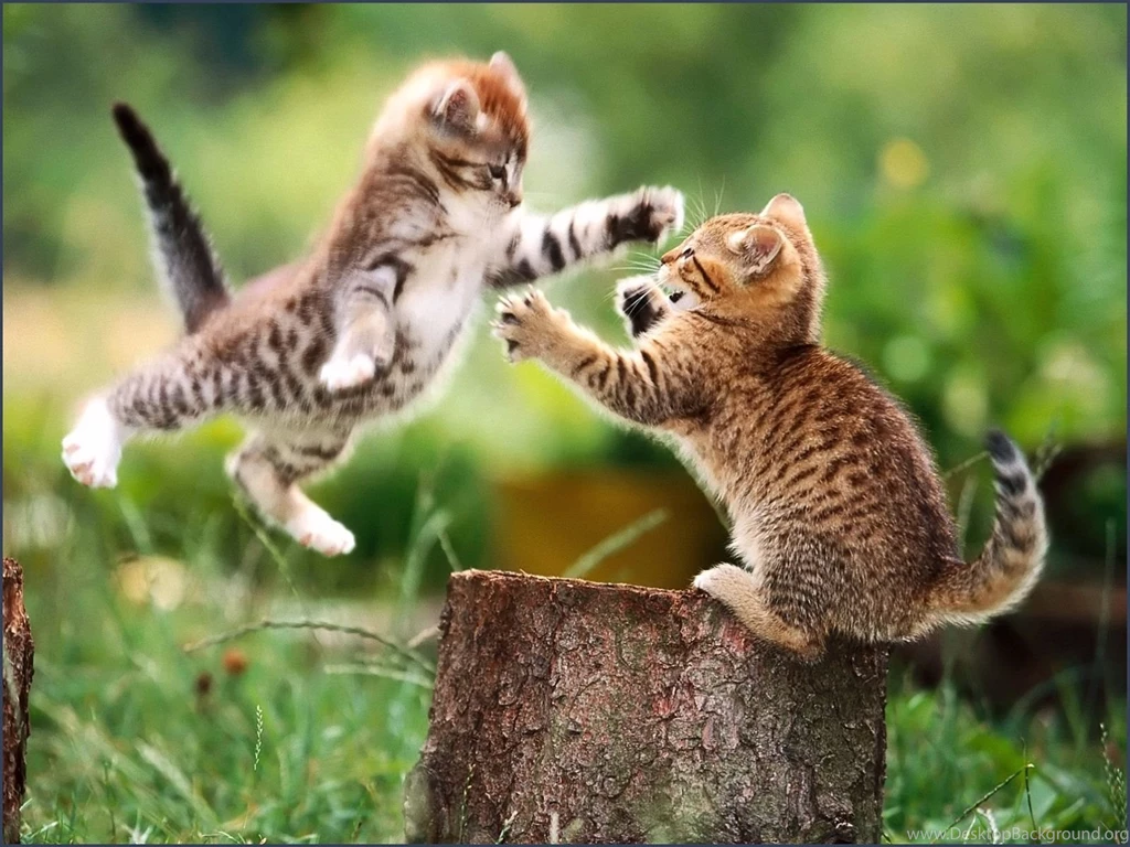Funny Cat Wallpapers Hd Your Top HD Wallpapers