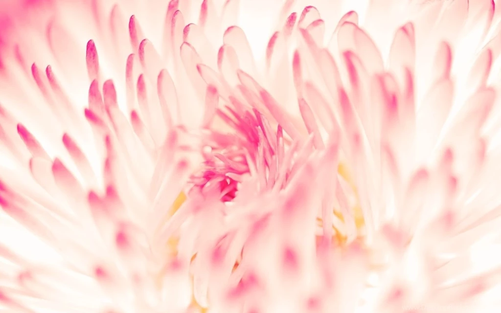 Spring Daisy Flower Macbook Pro Wallpapers HD Wallpapers At ...