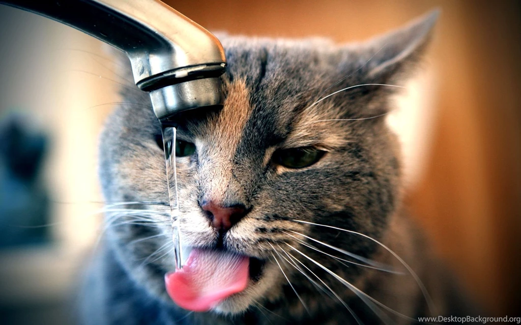 Funny Cat Funny Cat Images Hd – Finehdwallpaperr.com