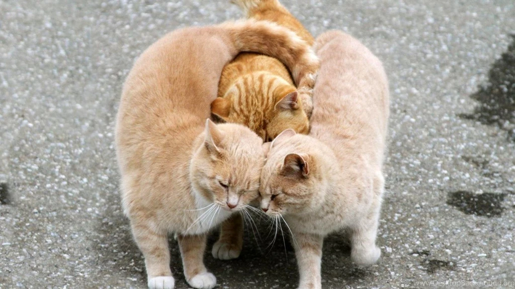 Funny Backgrounds Wallpapers , New Wallpapers, New Wallpapers