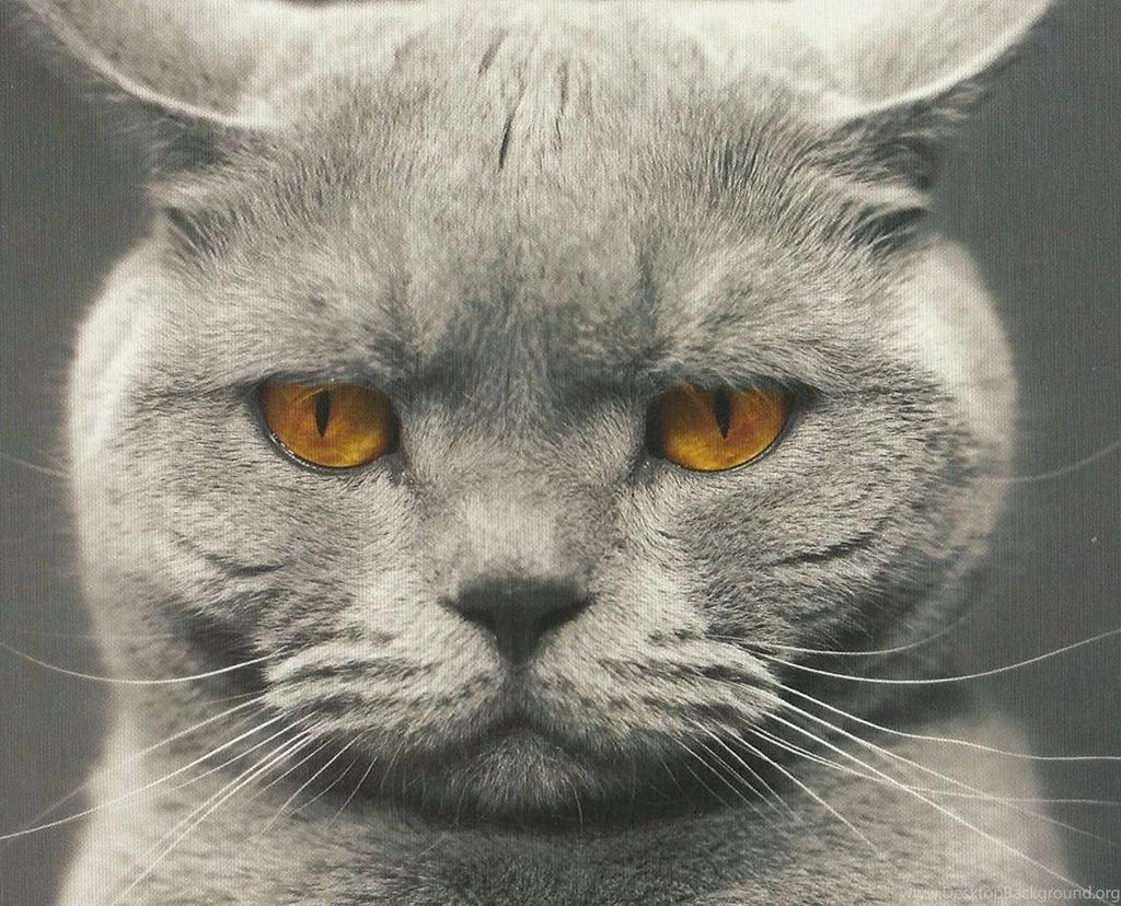 Cute Cat Wallpapers, Lovely Animals, Kitten Images, Hairy Animals ...