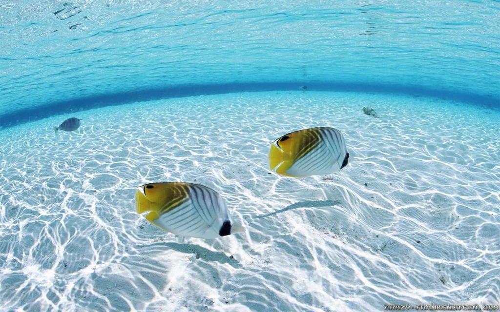 Underwater Wallpapers Crazy Frankenstein