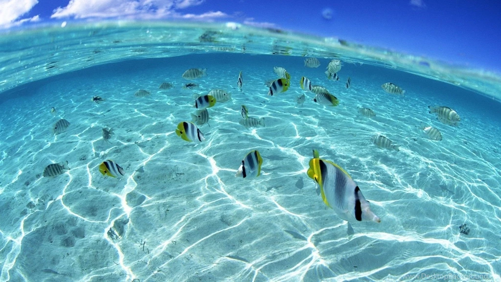 Fish Nature Ocean Split view Best Widescreen Backgrounds Awesome