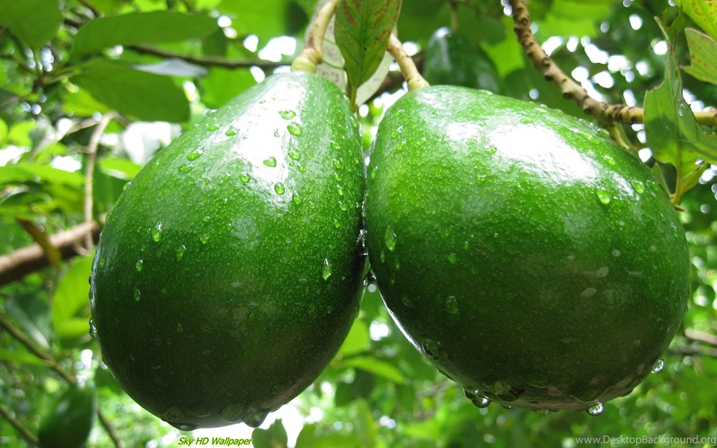 Avocado HD Wallpapers