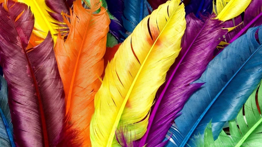 Colored Feathers Hd Wallpapers Your HD Wallpapers