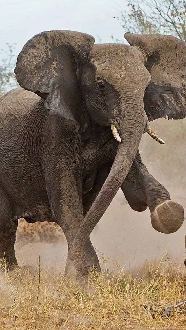 Elephant Vs Hyenas iPhone 5 Wallpapers