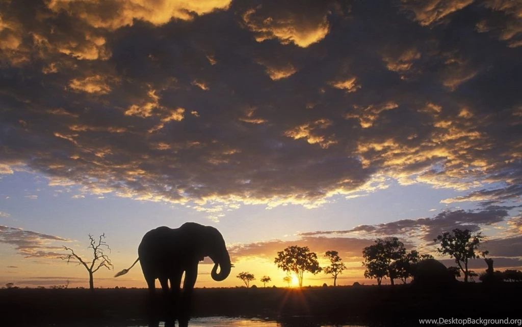 Elephant Silhouetted Wallpapers