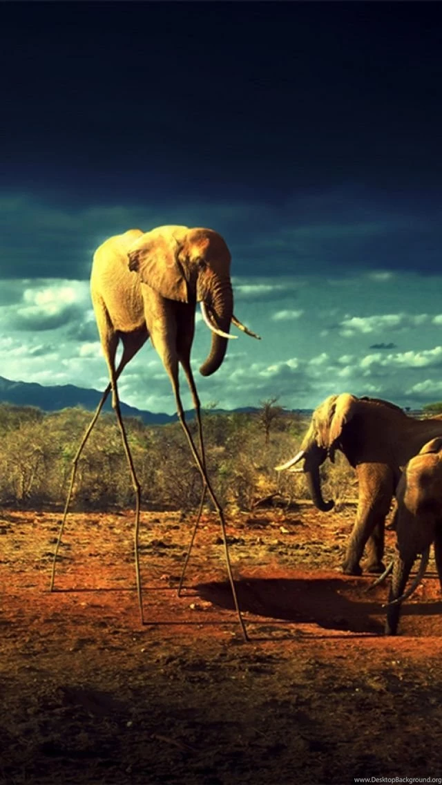 Wtf Elephant iPhone 5 Wallpapers