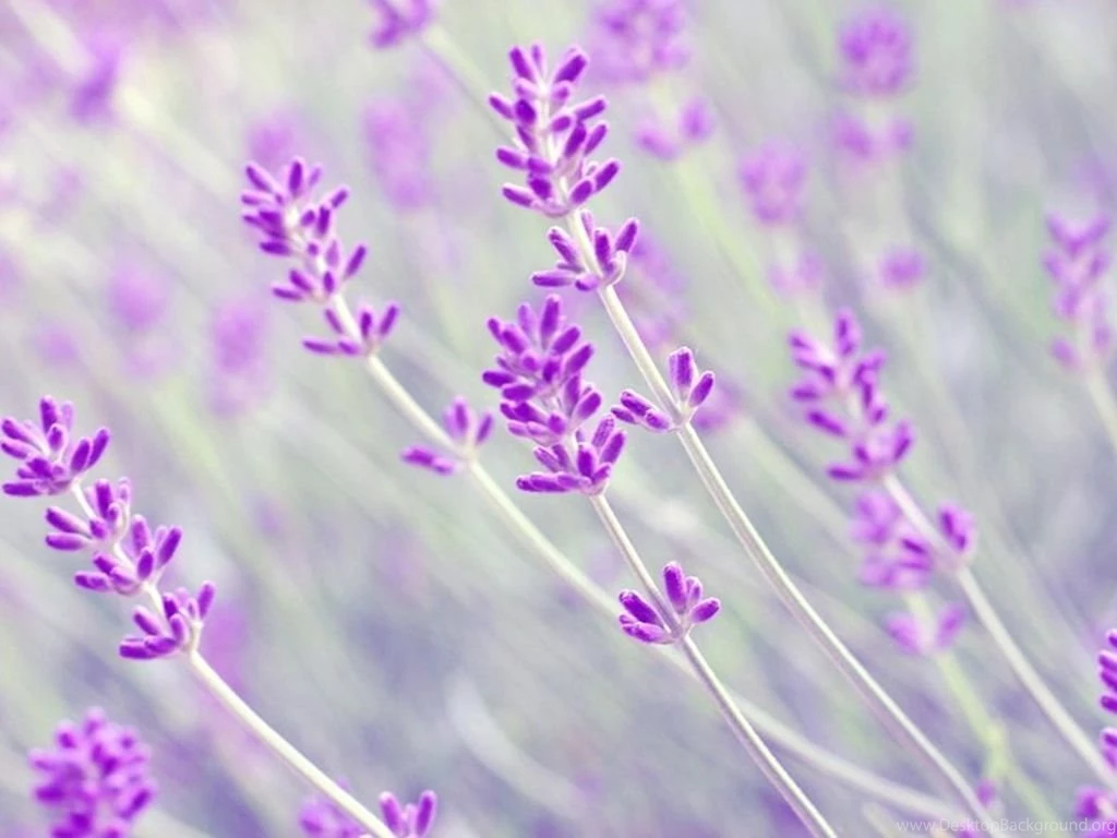 Lavender Flower Images And Wallpapers Download