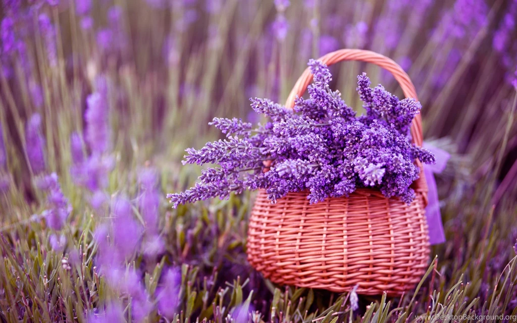 Baskets Of Lavender Flowers On Wooden Table Photo