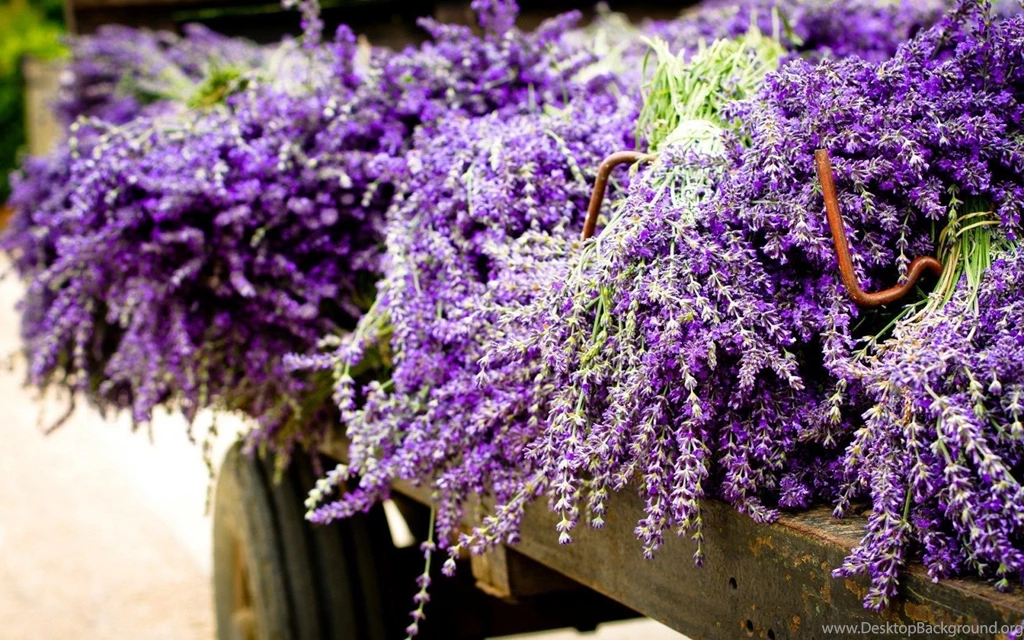 Purple Lavender Flower Wallpapers PC