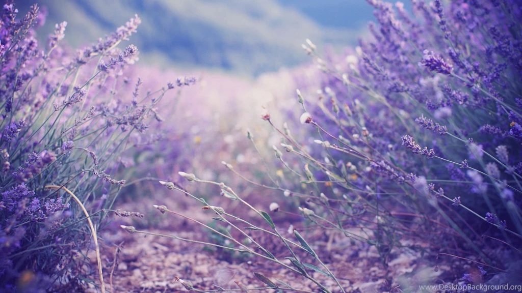 Flower Garden Images And Wallpapers Download