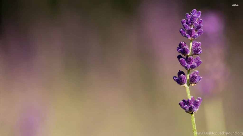 Lavender Wallpapers Flower Wallpapers
