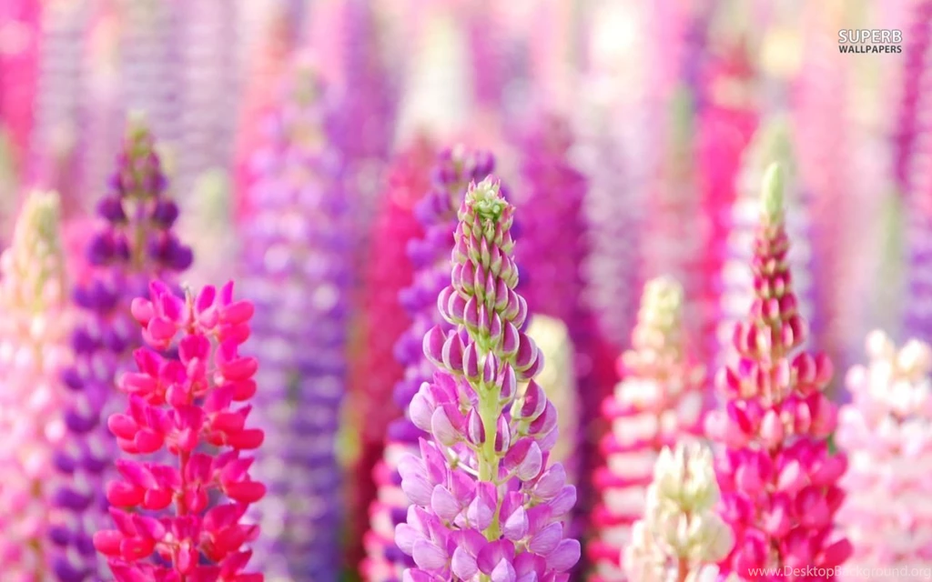 Lavender Wallpapers Flower Wallpapers