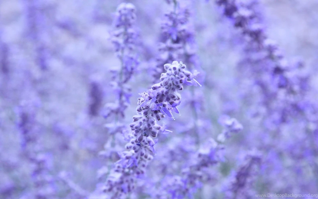 Lavender Wedding Flowers Wallpaper.