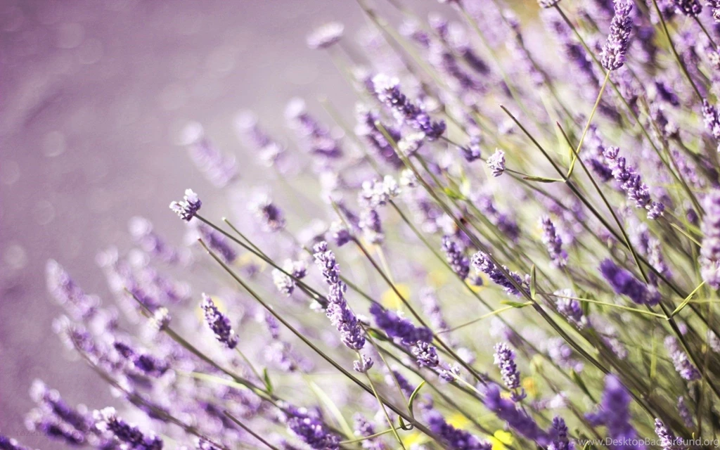 Flowers Pictures Free Download Download