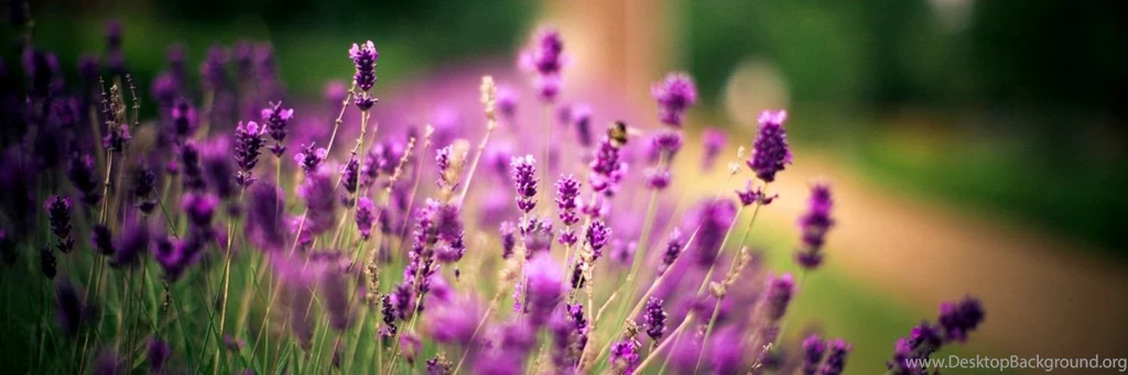 Lavender Flower Wallpapers