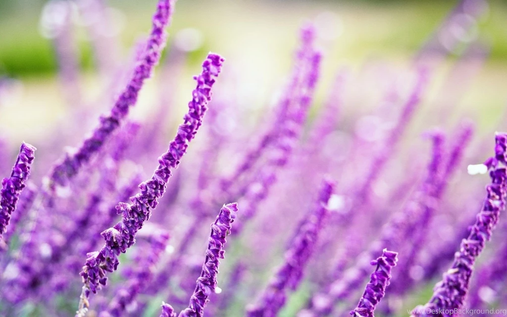 Violet Flower Images And Wallpapers Download