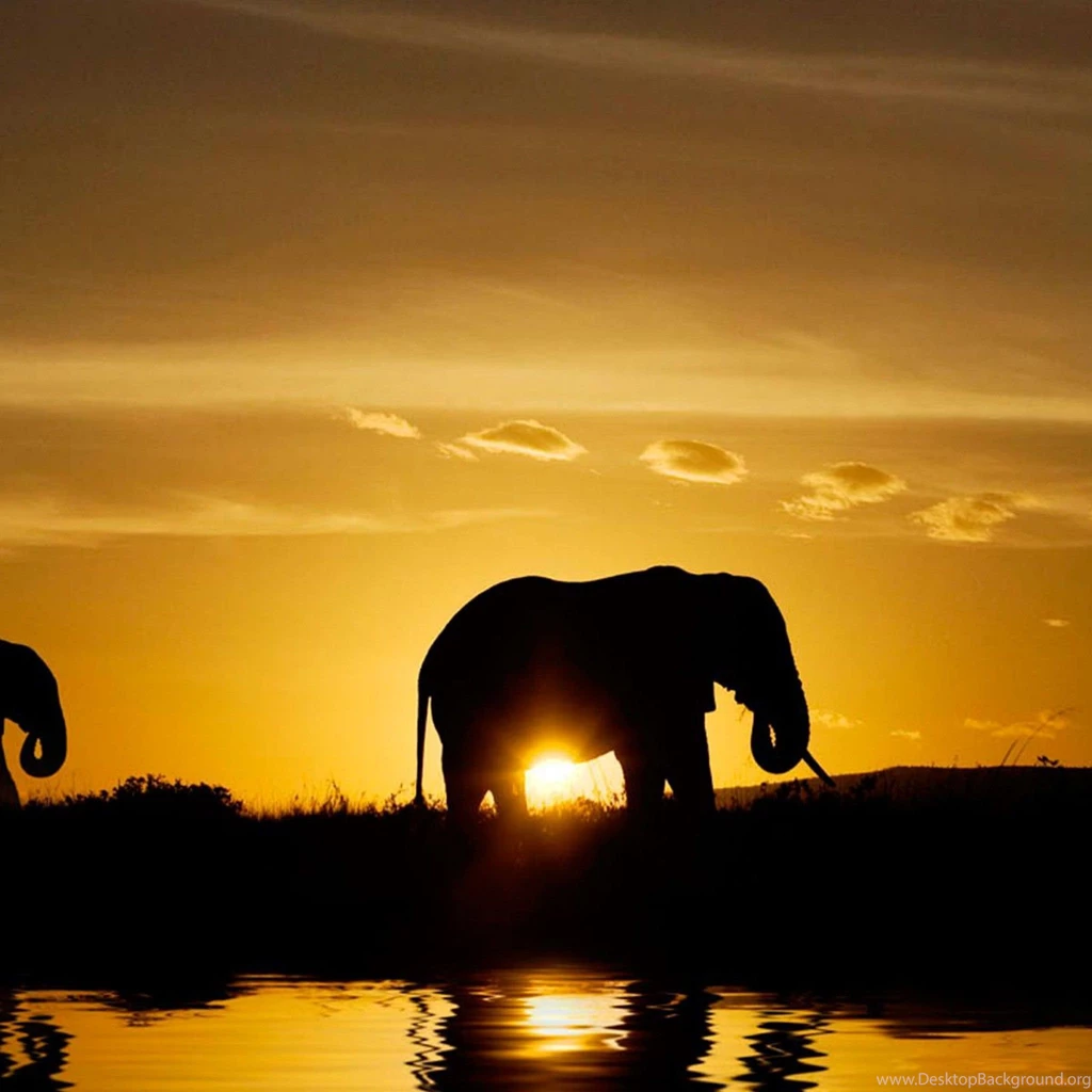 Animals, Elephant, Safari, Sunset