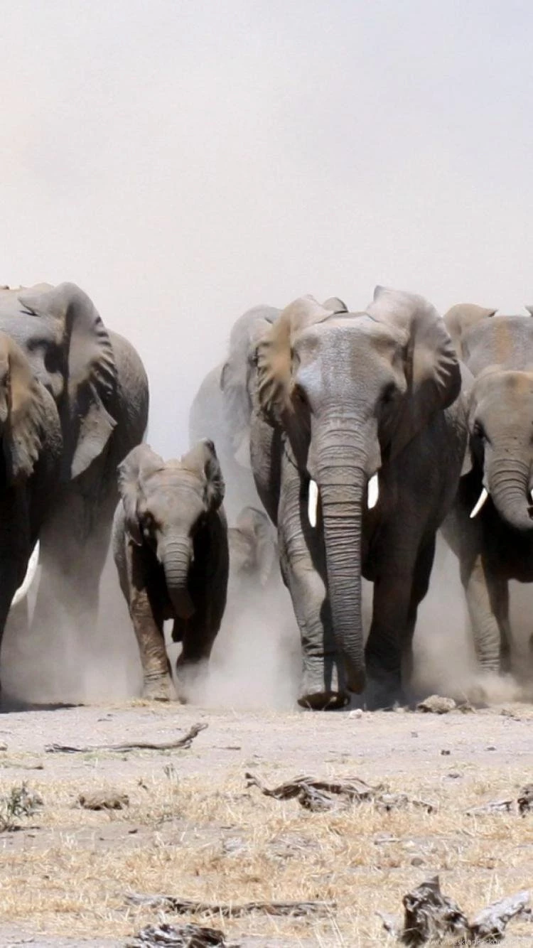 Animals Dust Elephants Baby Elephant Herds Wallpapers