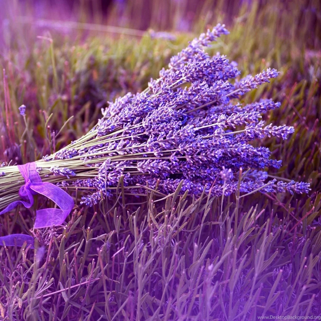 Download Wallpapers 2048x2048 Lavender, Flower, Ribbon, Field New ...