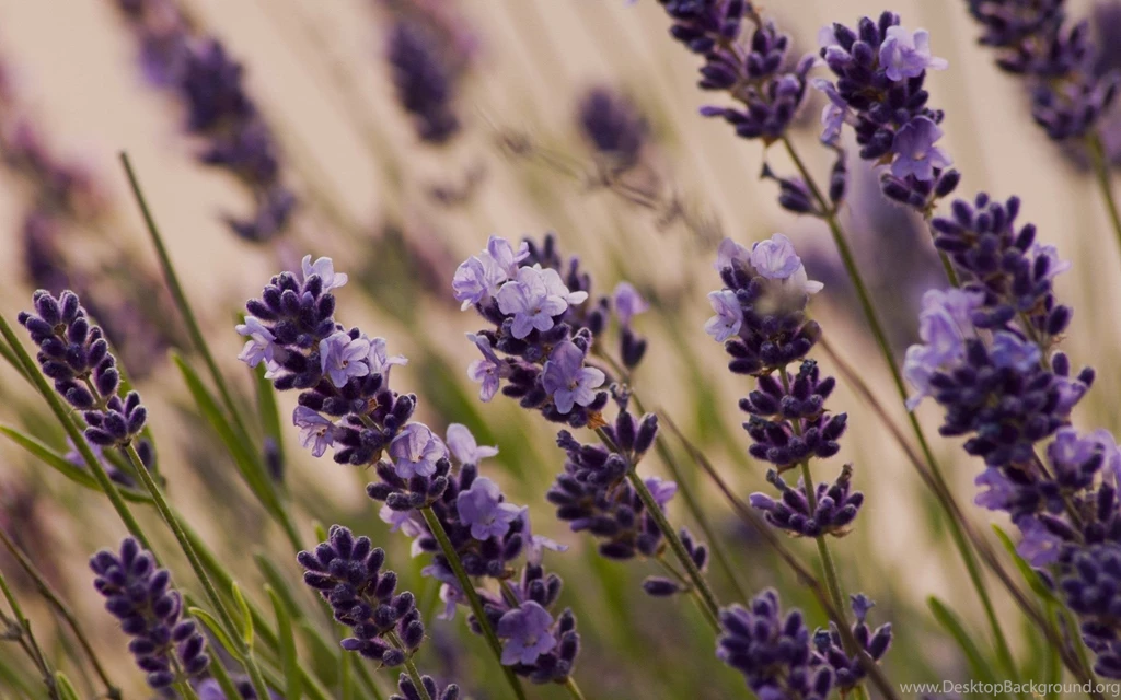 Flowers Pictures Free Download Download