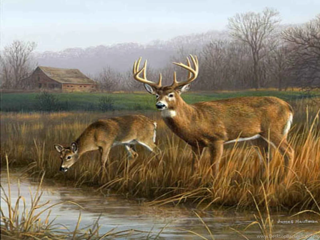 Deer Hunting Games Desktop Wallpapers Download Deer Hunting Games ...