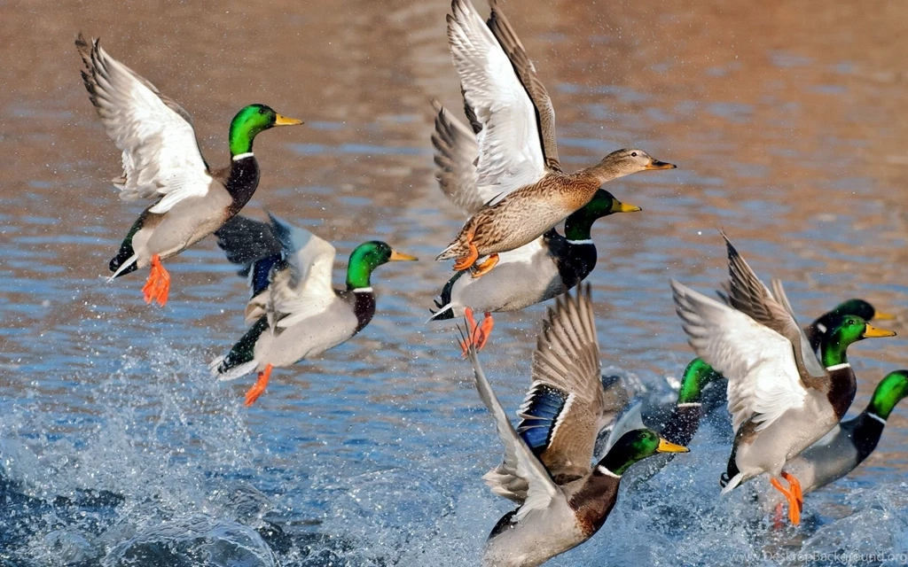 Gallery For Ducks Hunting Backgrounds