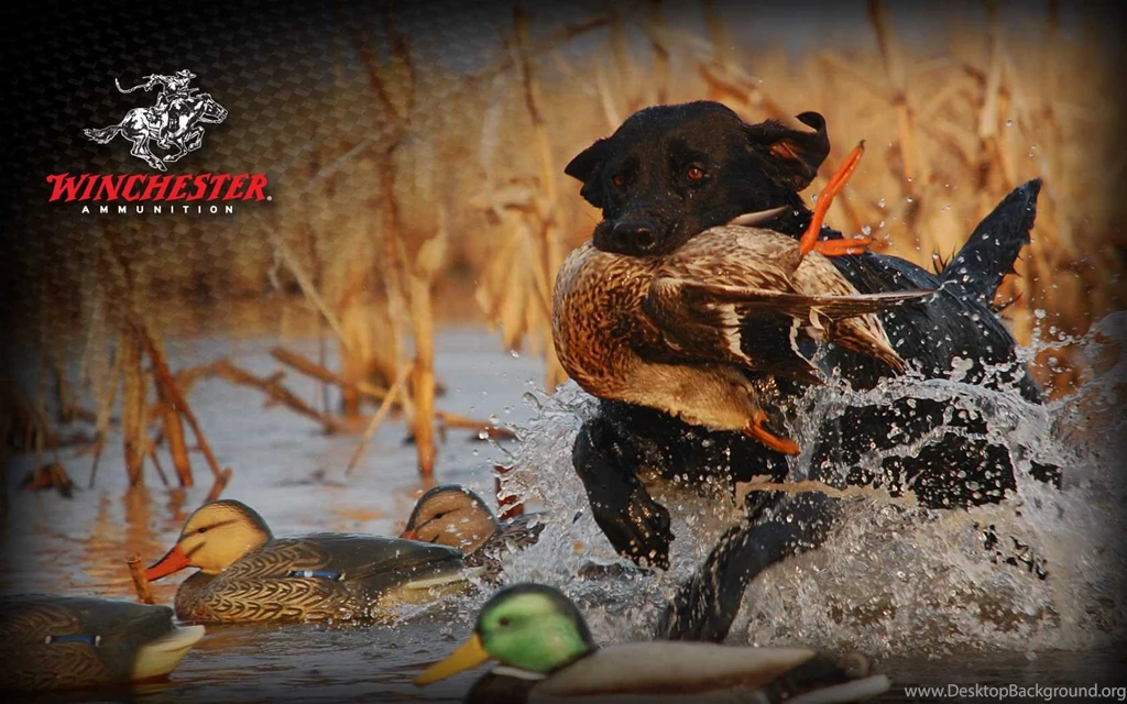 Deer Hunting Desktop Wallpapers High Resolution, Deer Hunting ...