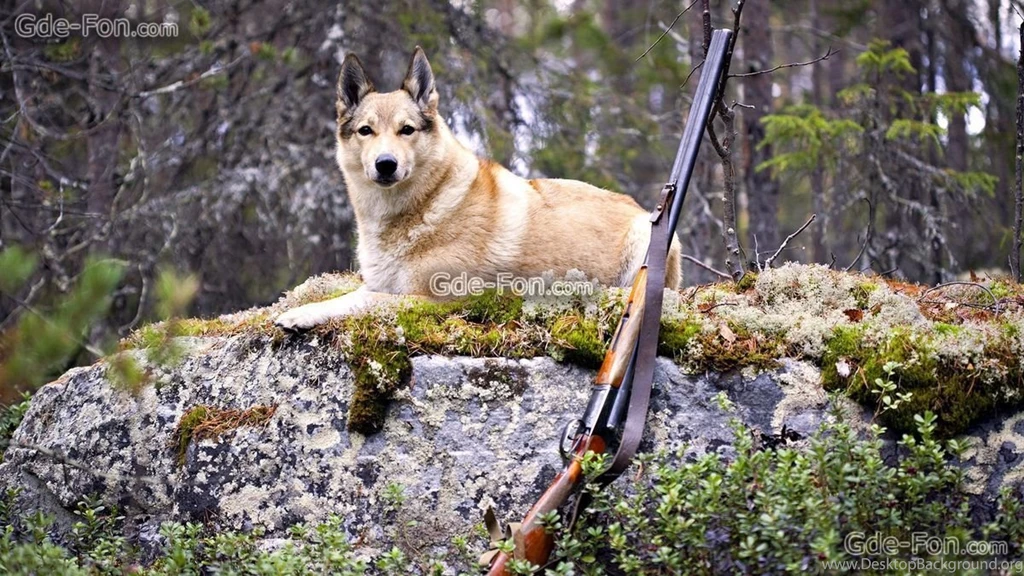 317527_sobaka_pes_les_oxota_ruzhe_1920x1080_www.Gde Fon.com.jpg