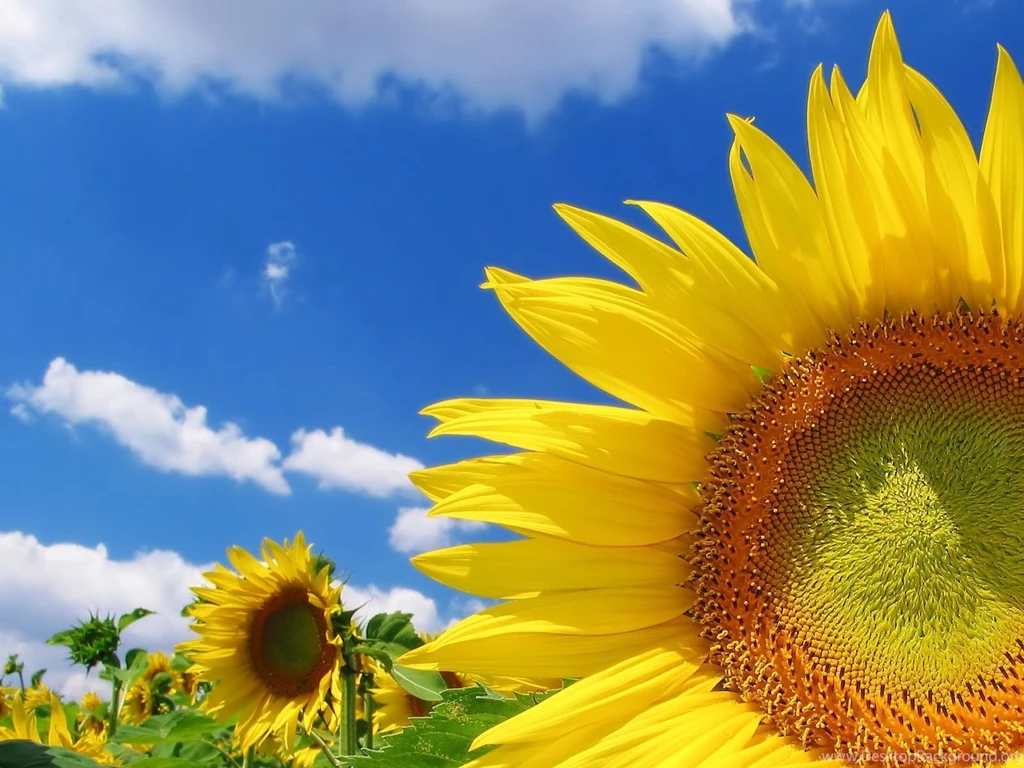 Wallpapers Tagged With SUNFLOWER